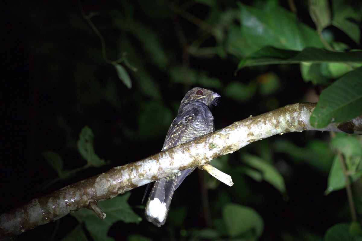 Andaman Nightjar - David Massie