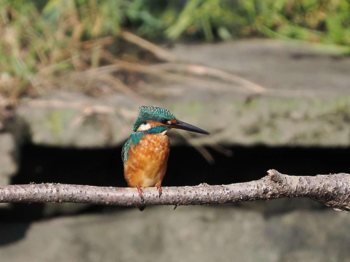 Common Kingfisher - ML519830421