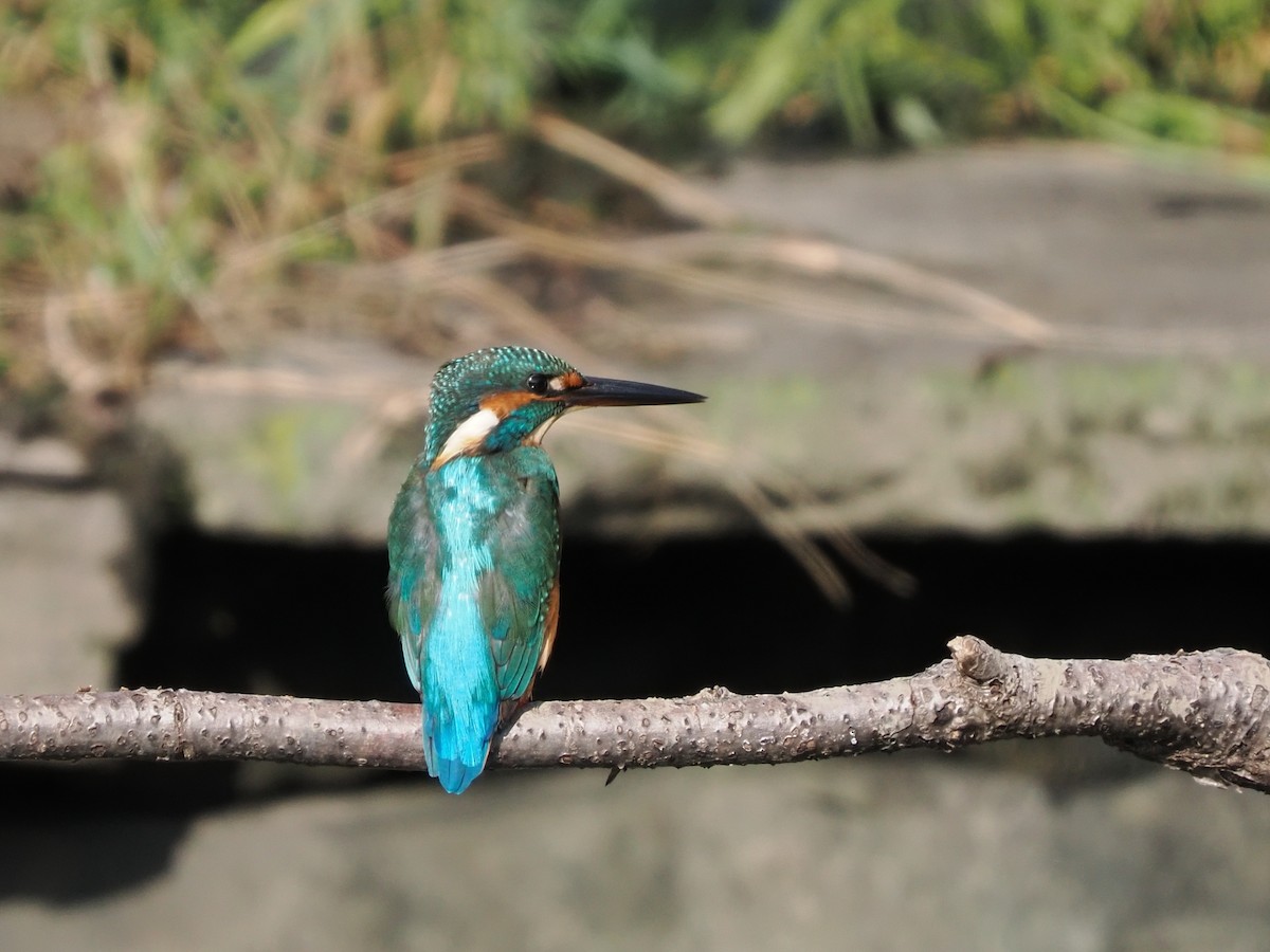 Common Kingfisher - ML519830431