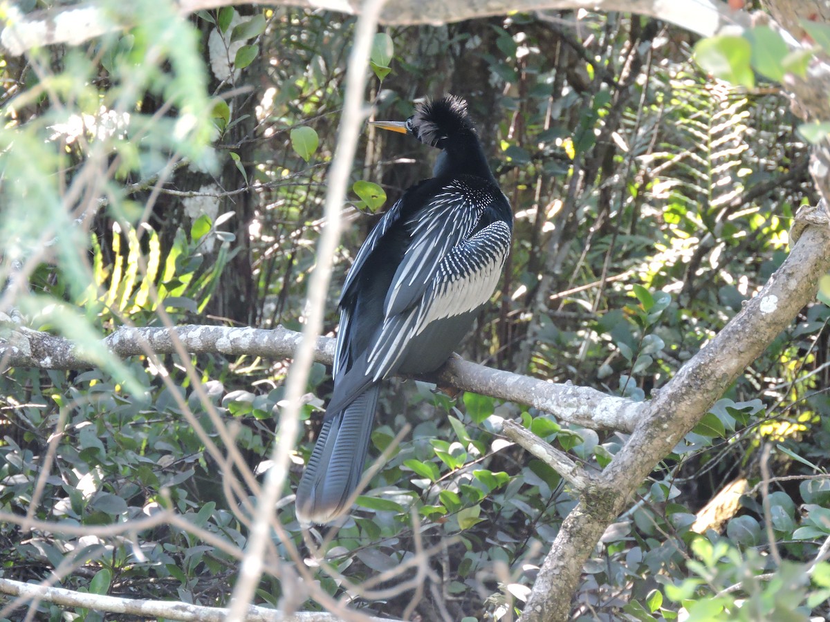 Anhinga Americana - ML51983141