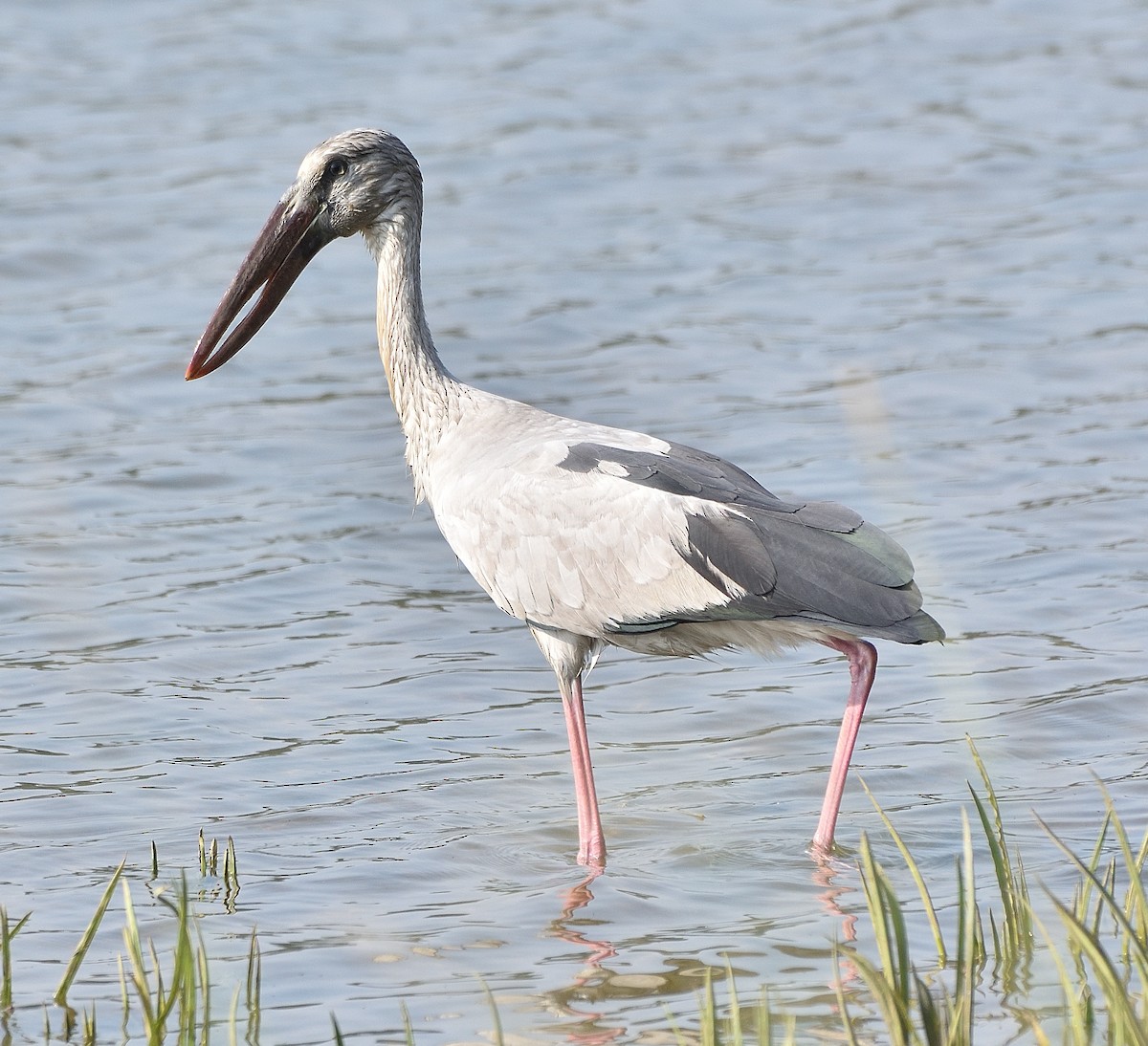 Asian Openbill - Arun Prabhu