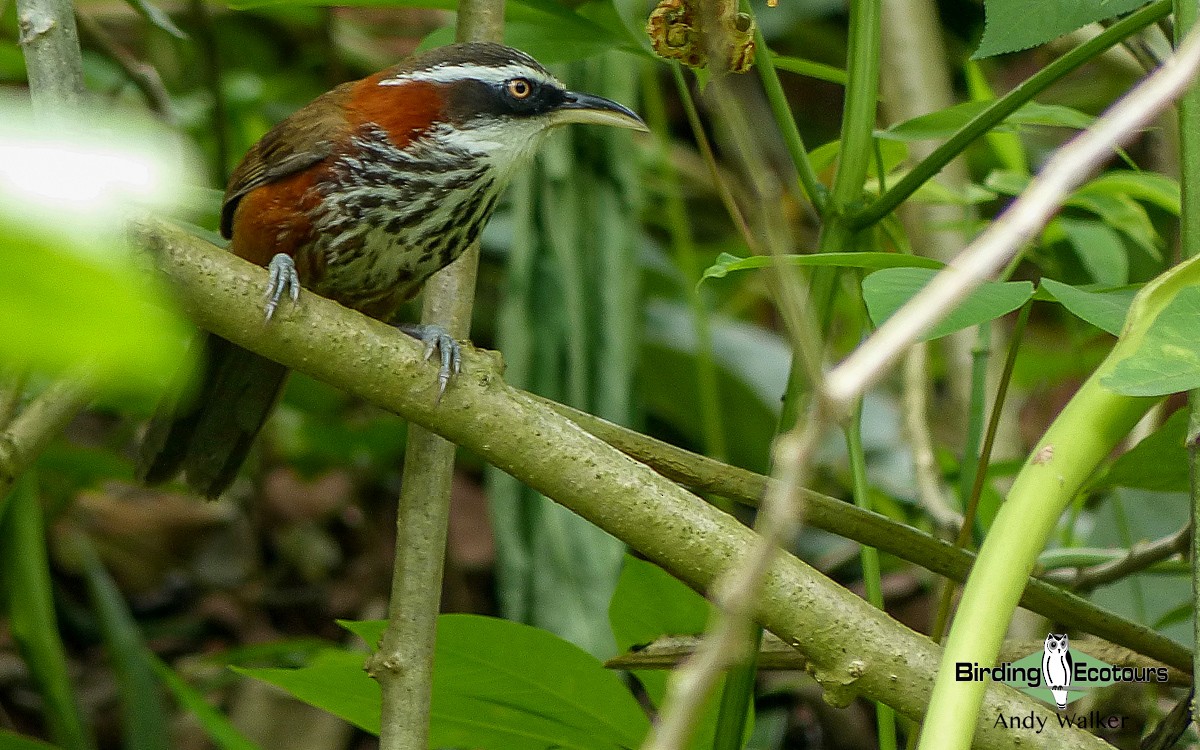 Taiwan Scimitar-Babbler - Andy Walker - Birding Ecotours
