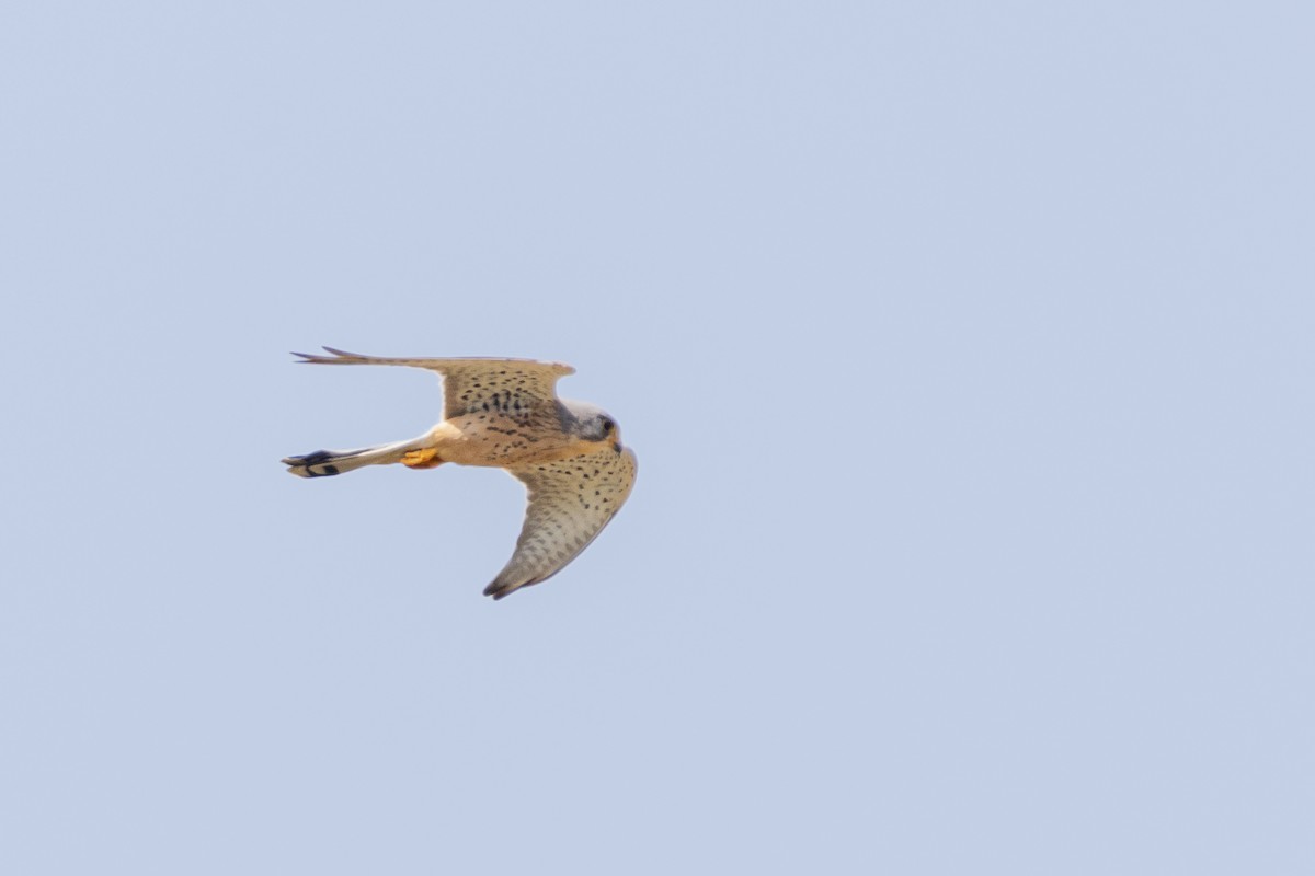 Eurasian Kestrel - ML519834231