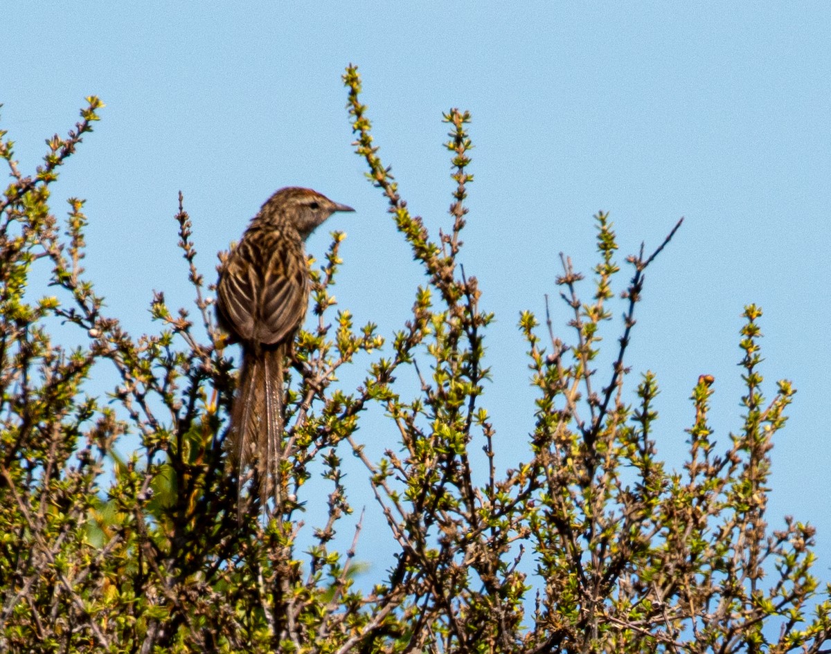 New Zealand Fernbird - ML519834681