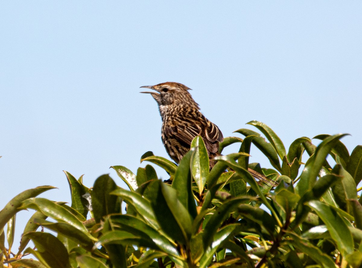 New Zealand Fernbird - ML519834691