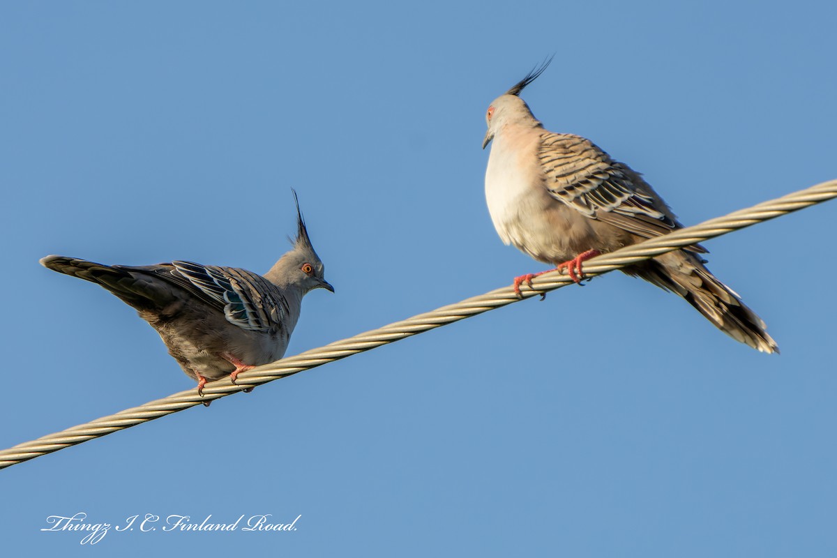 Crested Pigeon - ML519836091