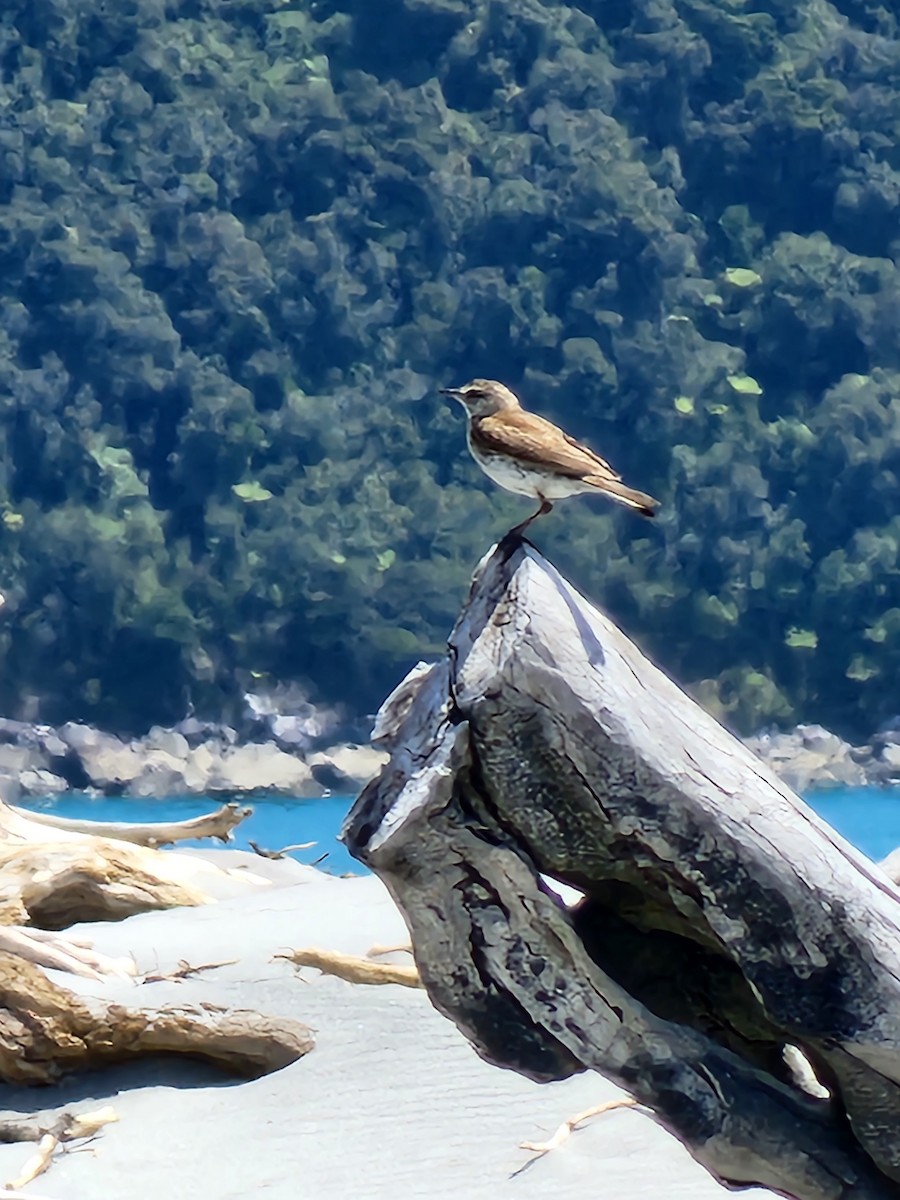 Pipit de Nouvelle-Zélande - ML519837211