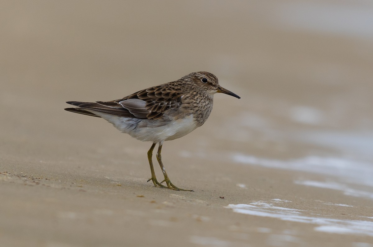 Pectoral Sandpiper - ML519838721