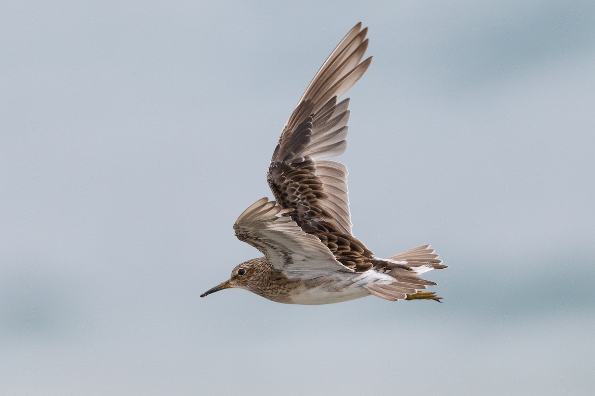 Pectoral Sandpiper - ML519838741