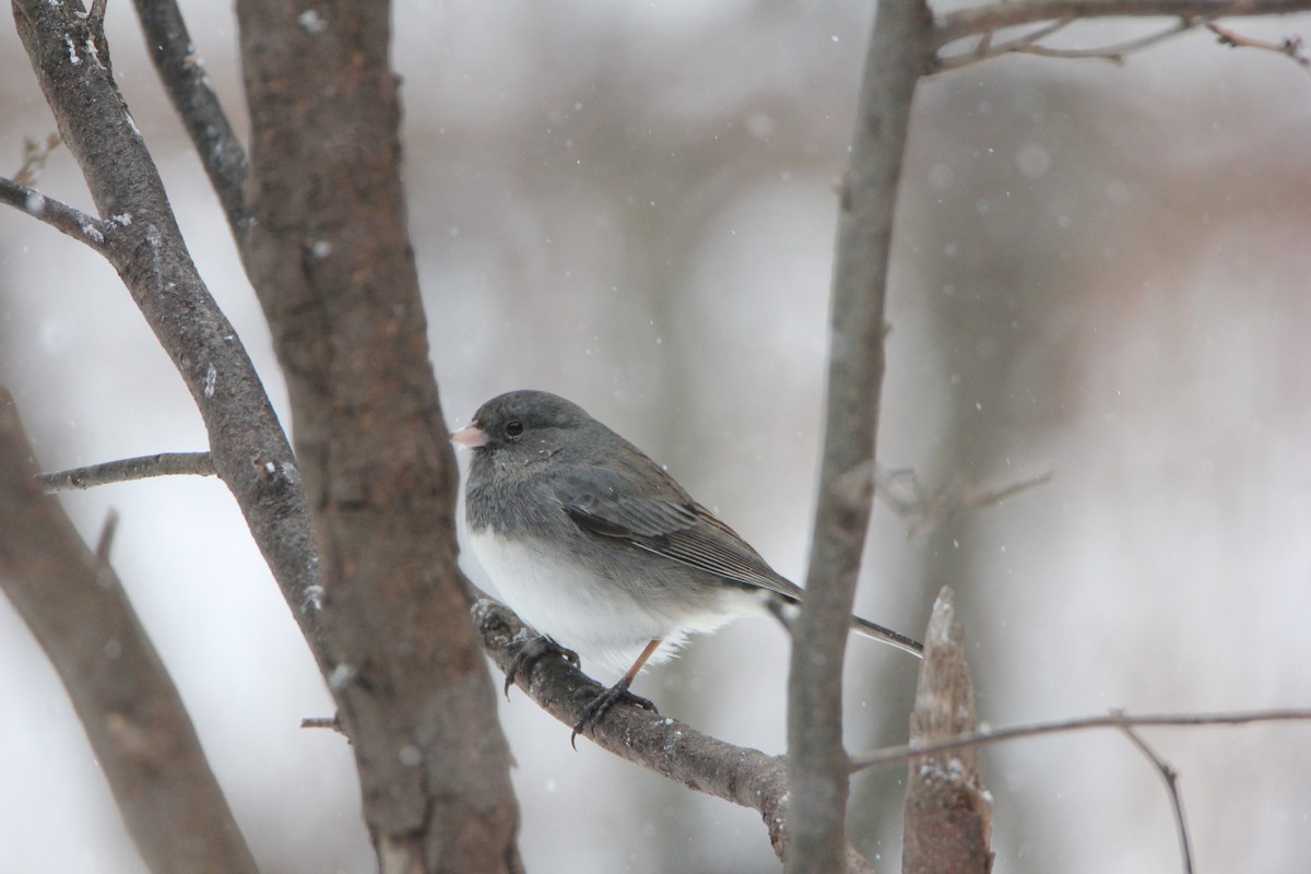 Dark-eyed Junco - ML51983901