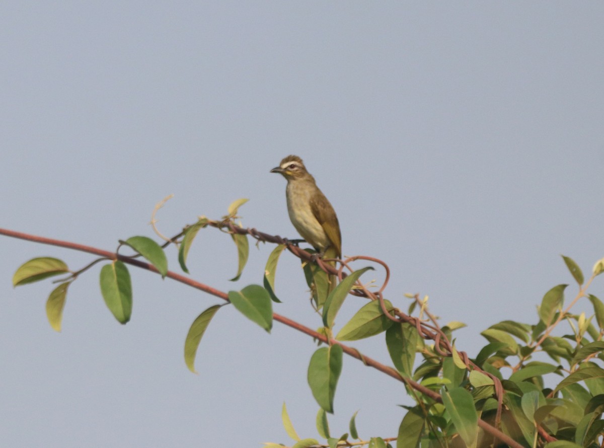 White-browed Bulbul - ML519839661