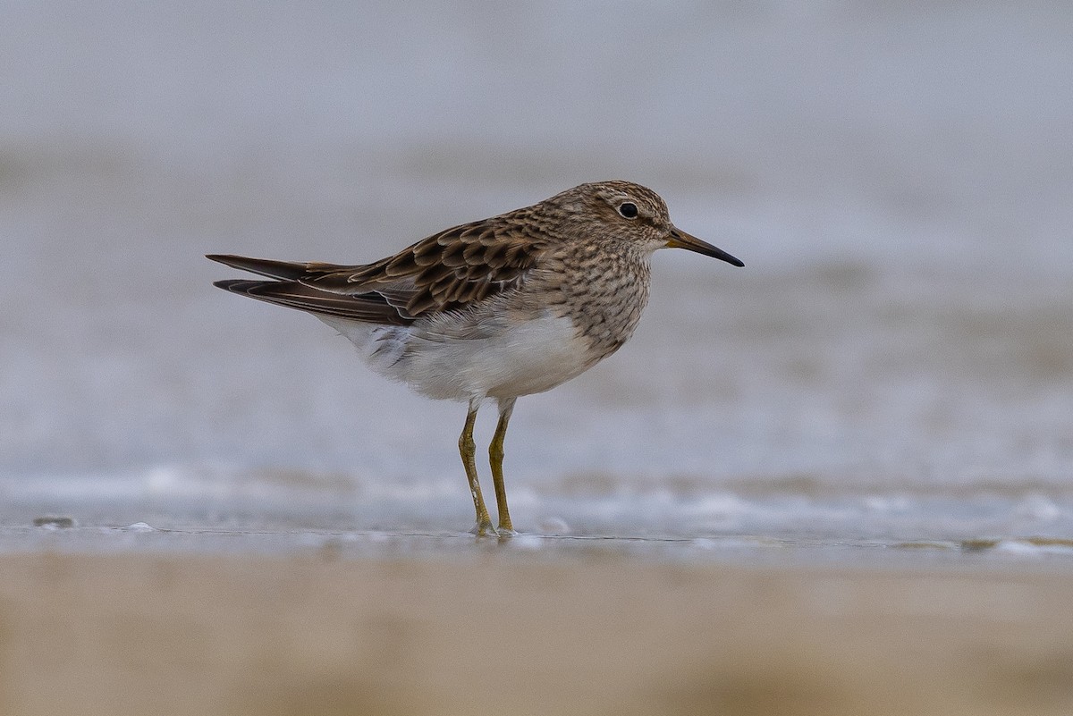 Pectoral Sandpiper - ML519839731