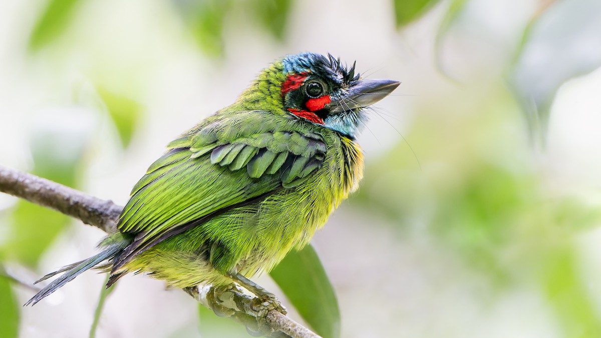 Black-eared Barbet - John Clough