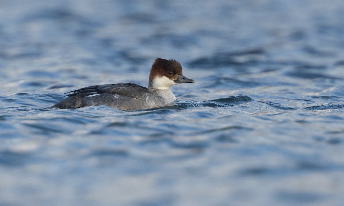 Smew - Zak Pohlen