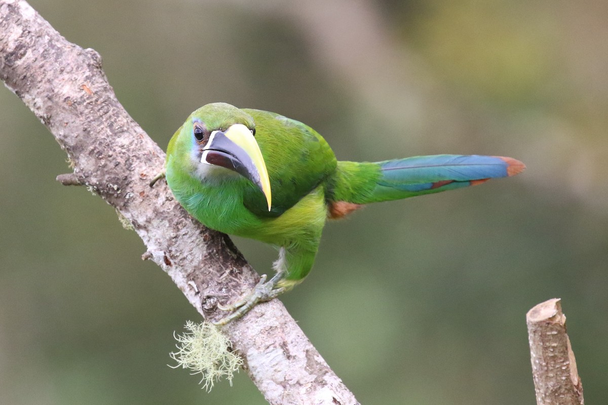 Southern Emerald-Toucanet (Gray-throated) - ML519840771