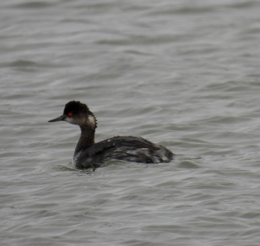 Eared Grebe - ML519844271