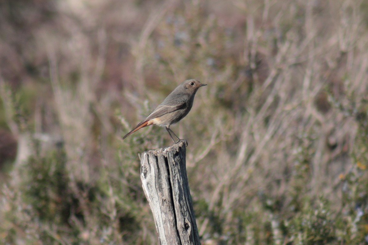 Black Redstart - Luca Manzo