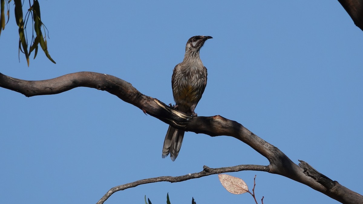 Red Wattlebird - ML519844411