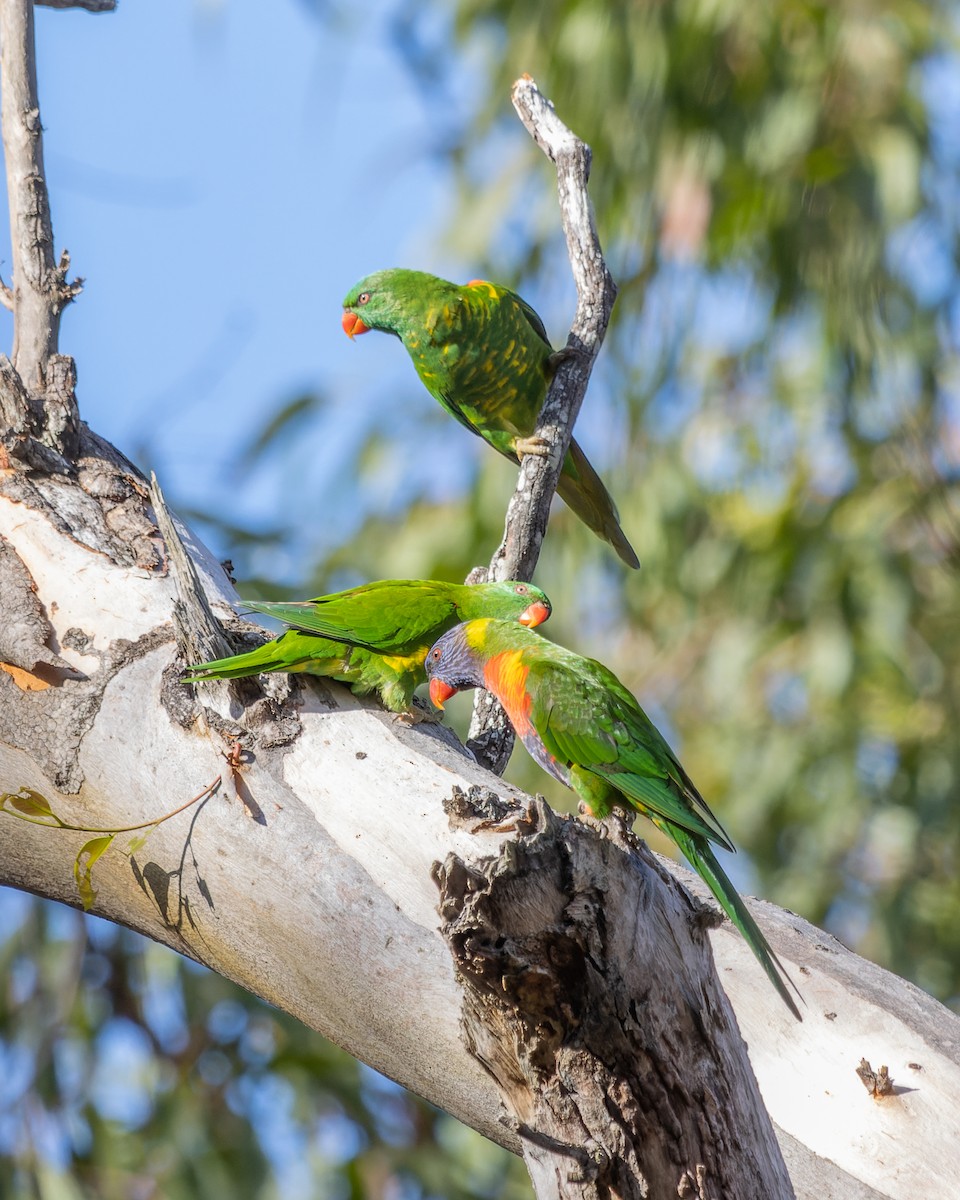 Scaly-breasted Lorikeet - ML519845421