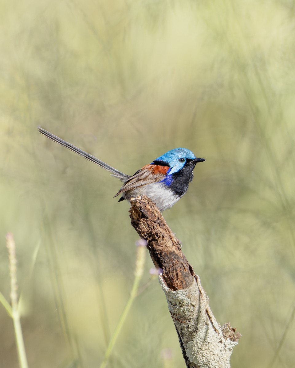 Variegated Fairywren - ML519845451