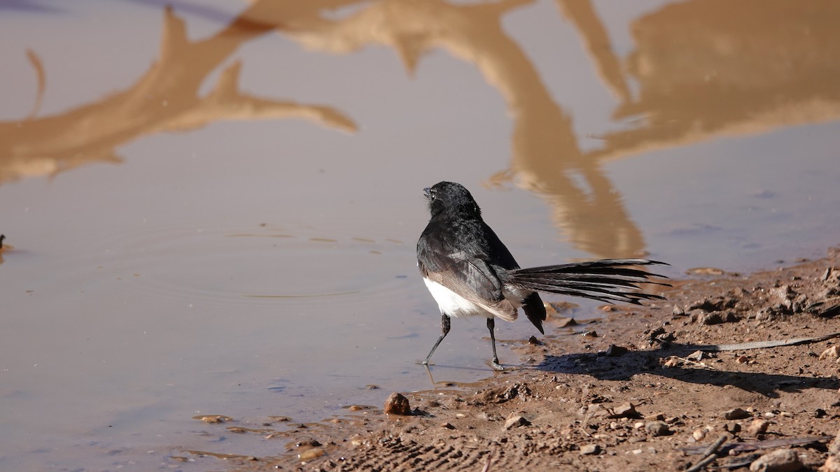 Willie-wagtail - ML519845521