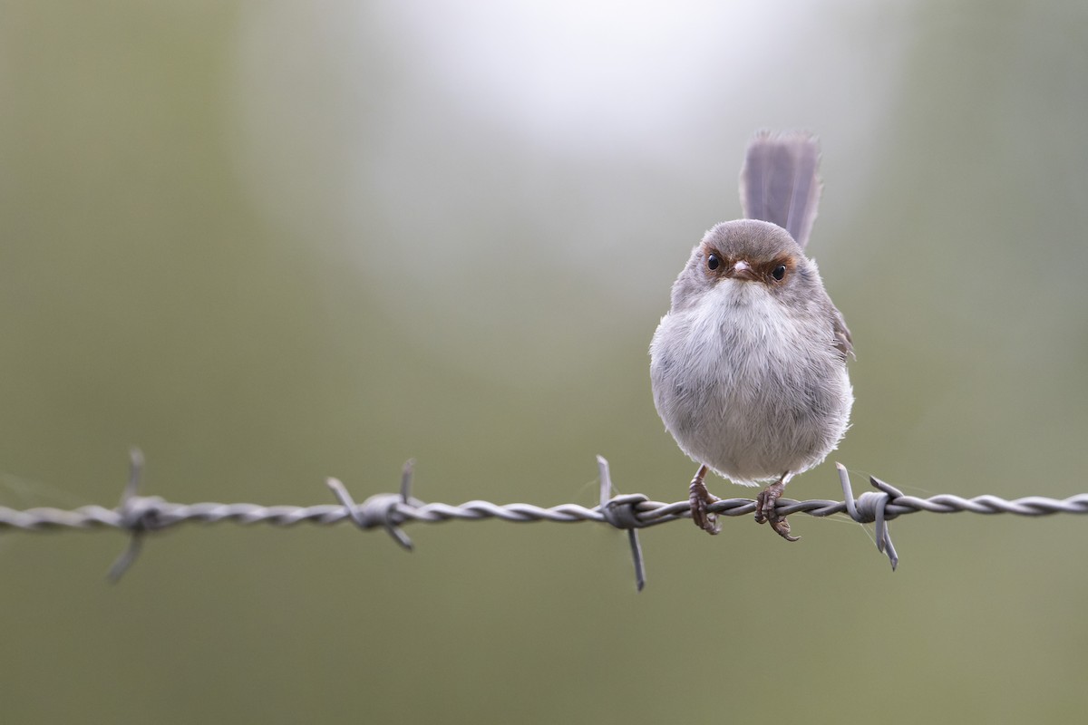 Superb Fairywren - ML519846061