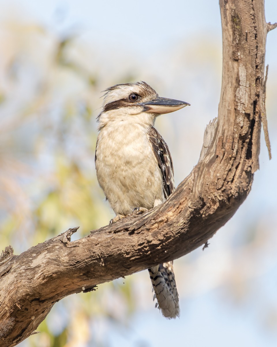 Laughing Kookaburra - ML519846231