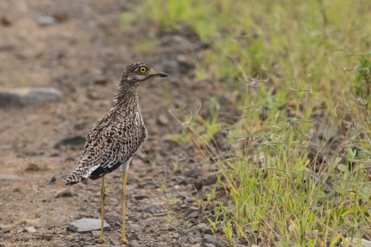 Spotted Thick-knee - Darren Van Eyssen