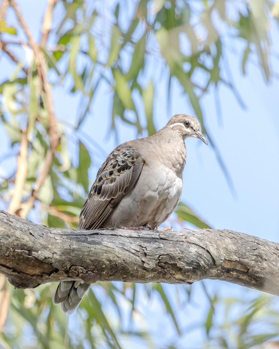 Common Bronzewing - ML519846261