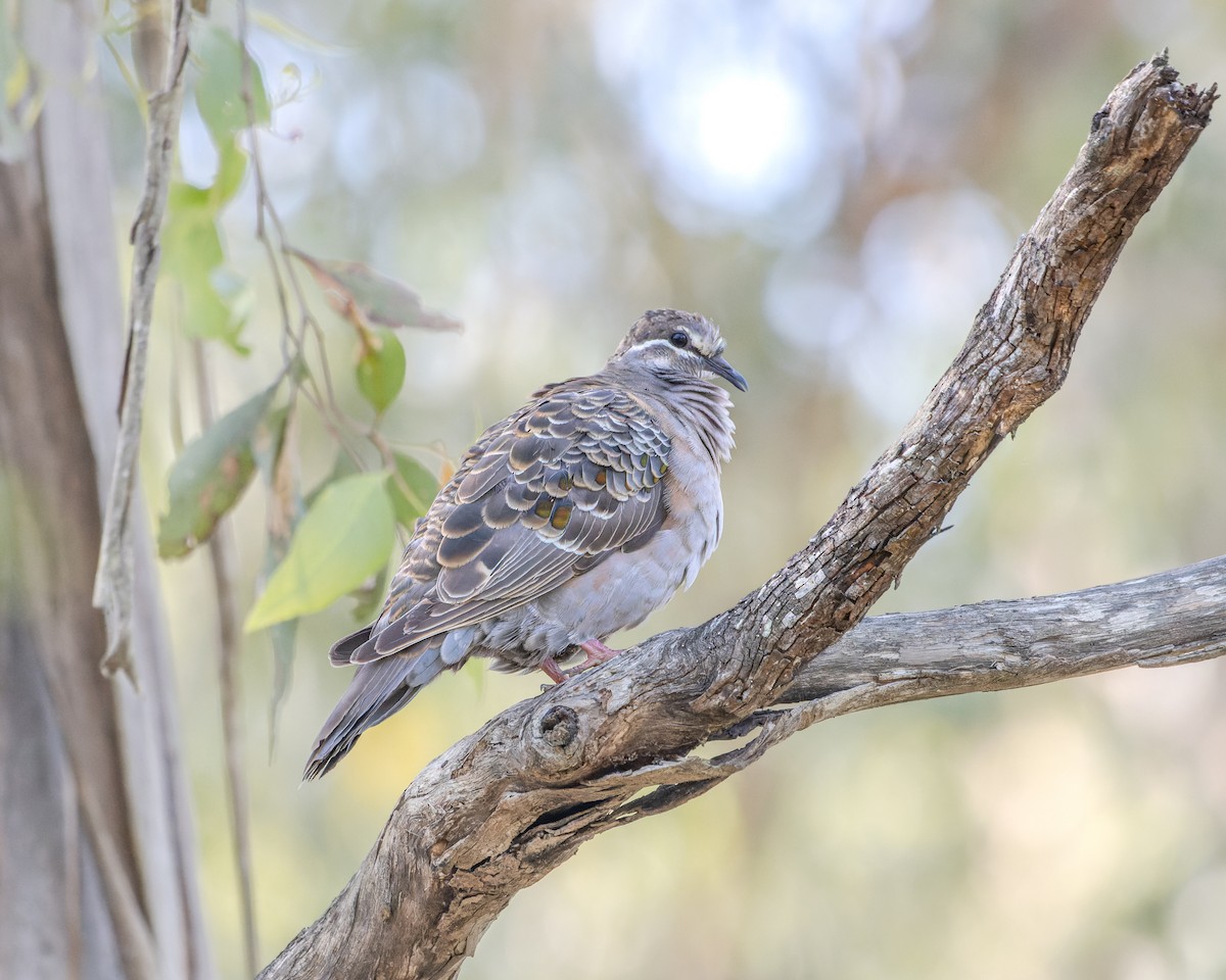 Common Bronzewing - Ben Johns