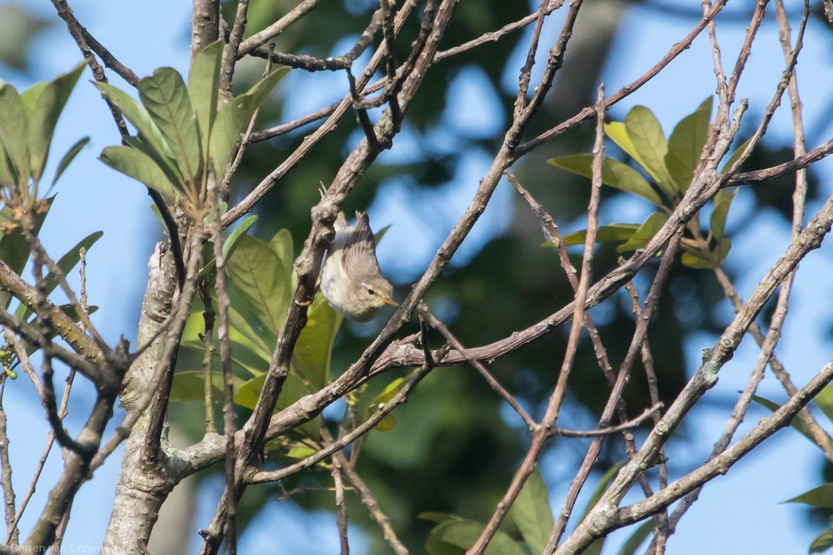 Willow Warbler - ML519846321