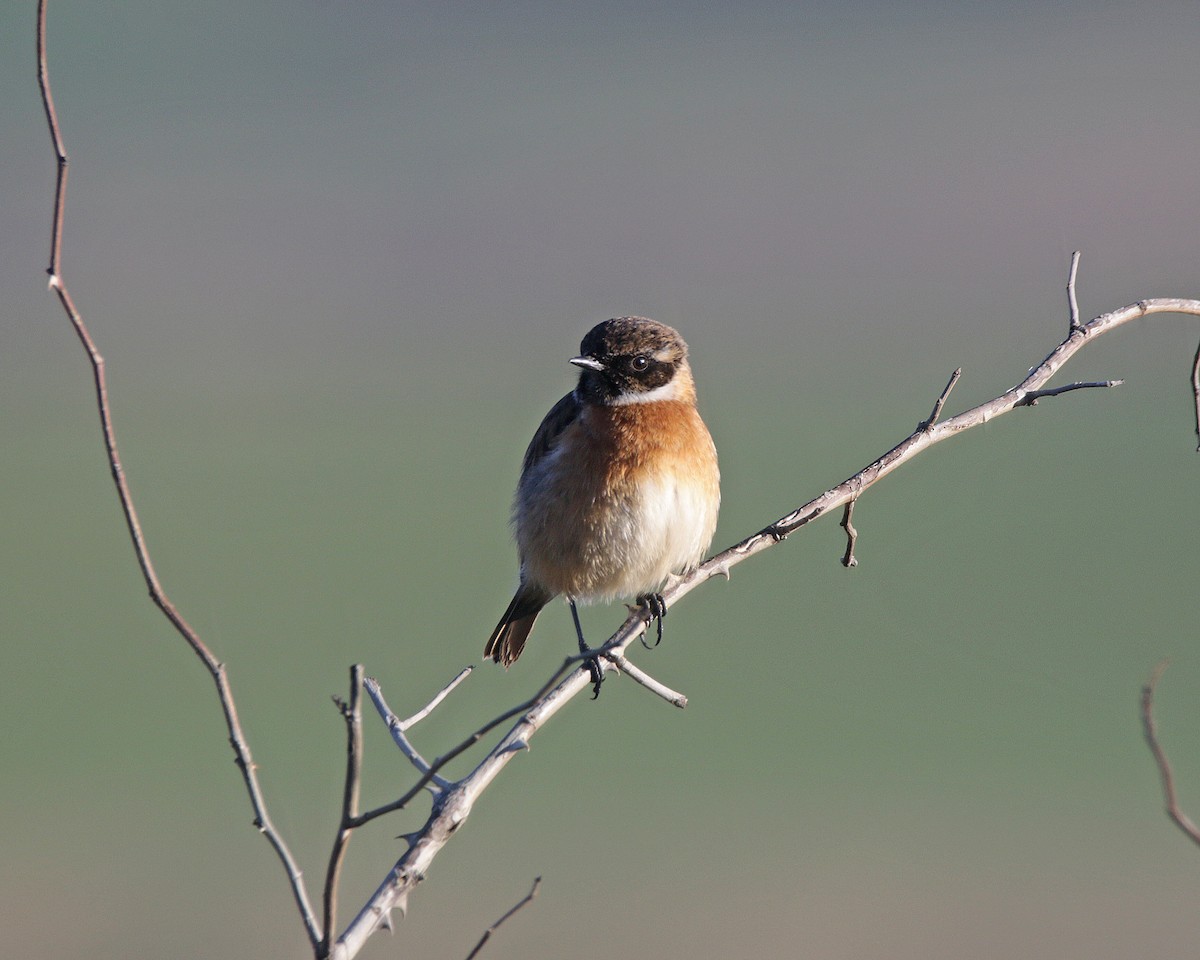 European Stonechat - ML519847381