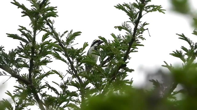 Pied Barbet - ML519848281