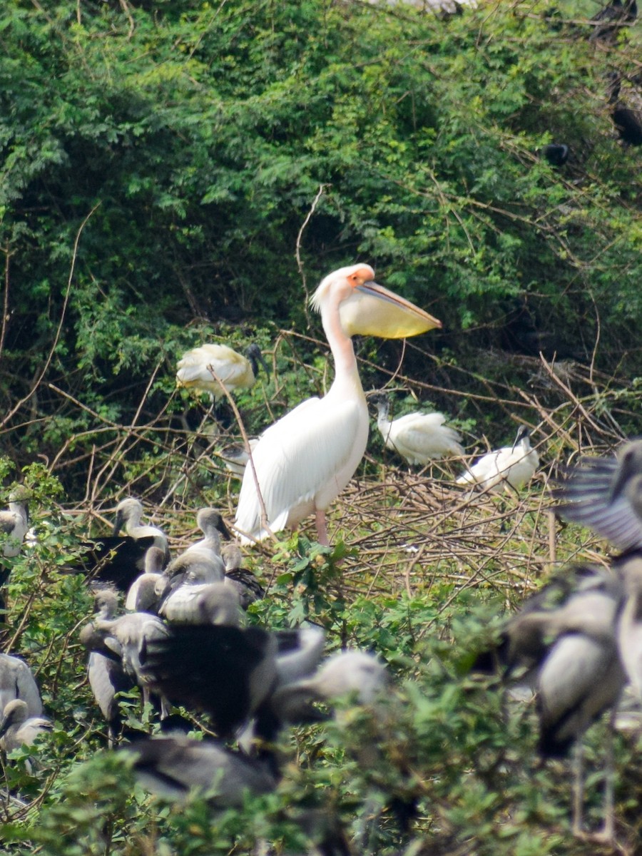 Great White Pelican - ML519848531