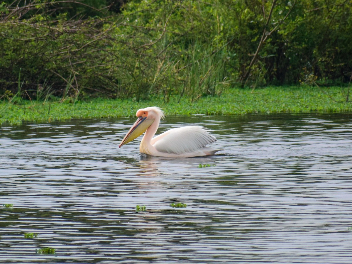 Great White Pelican - Siribabu Gera