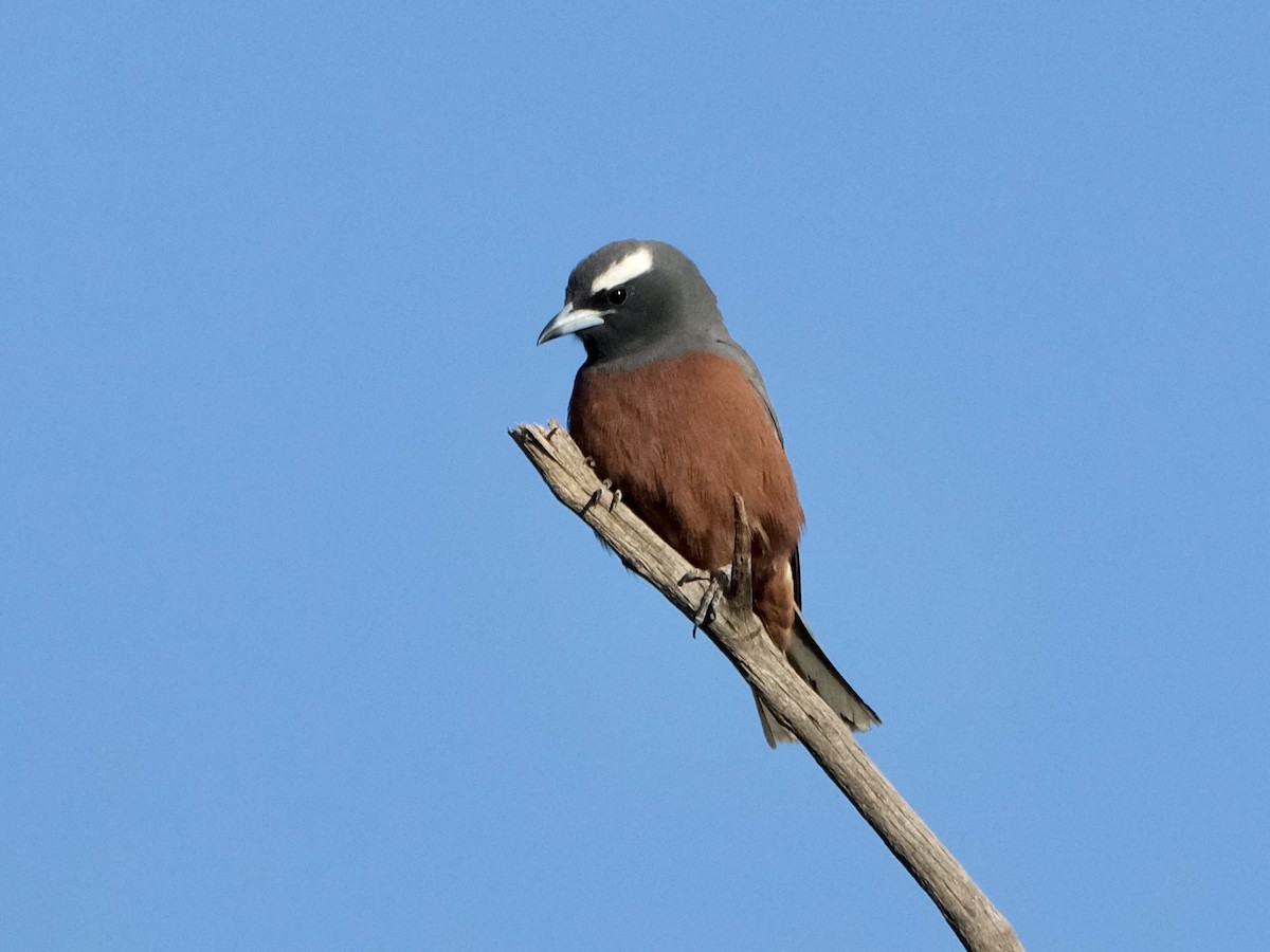 White-browed Woodswallow - ML519850591