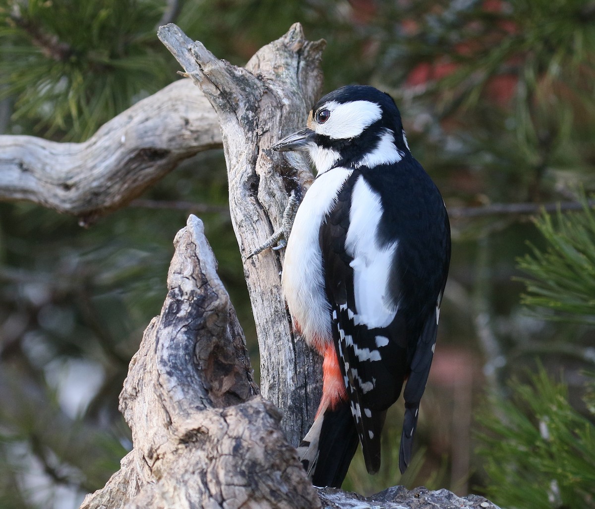 Great Spotted Woodpecker - ML519850651