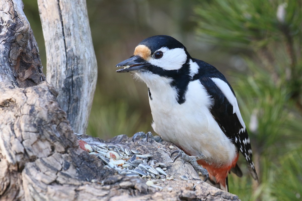 Great Spotted Woodpecker - ML519850701