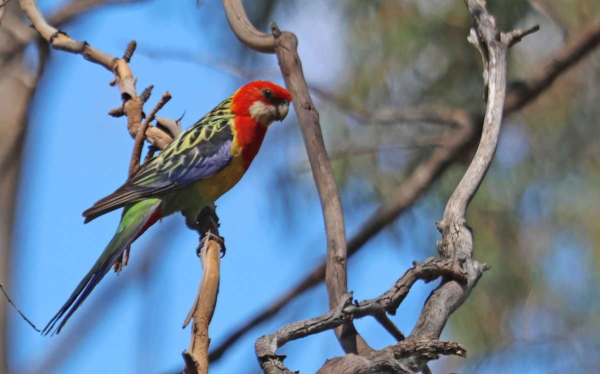 Eastern Rosella - ML519851291