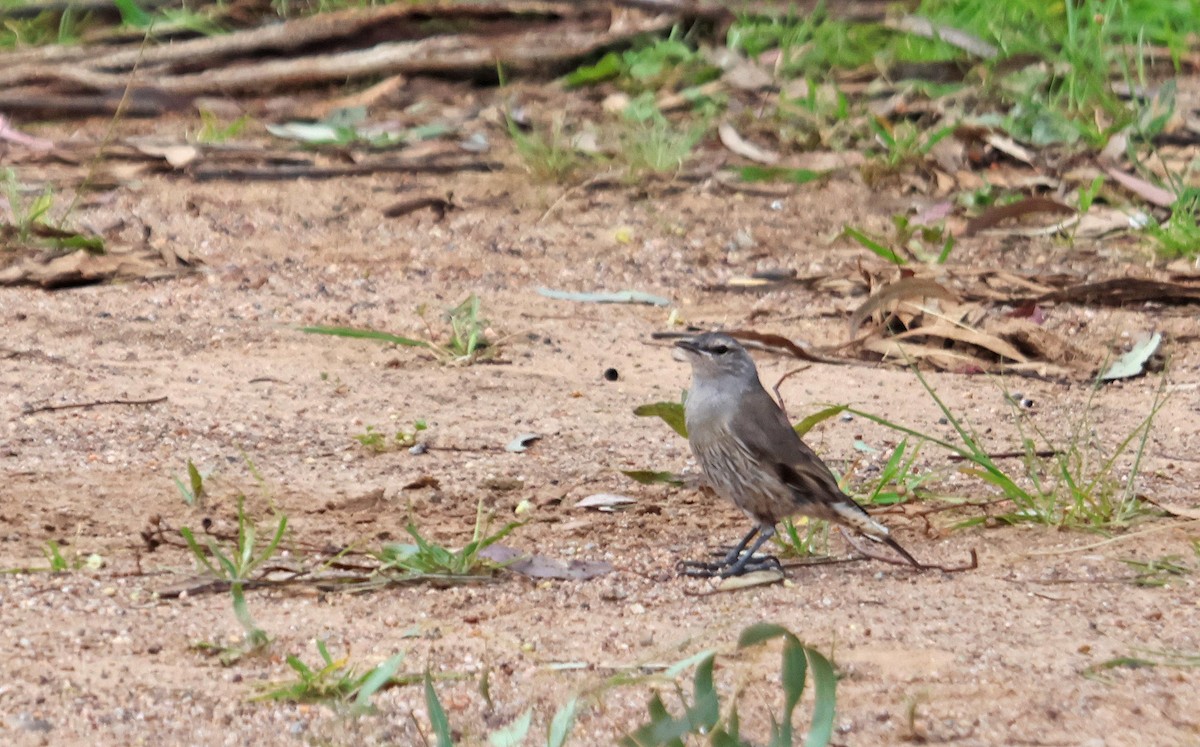 Brown Treecreeper - Ricardo Santamaria