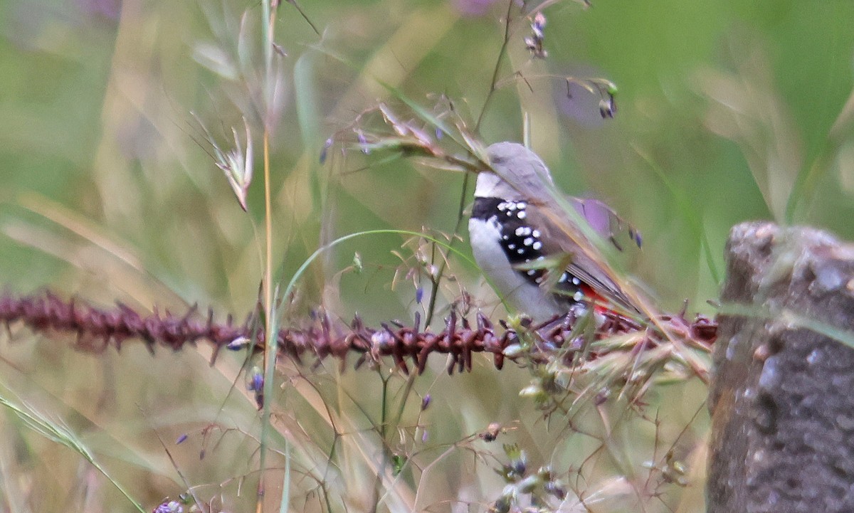 Diamond Firetail - Ricardo Santamaria