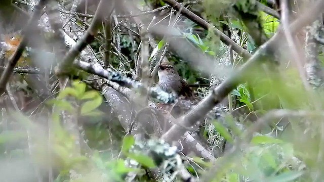 Barrattbuschsänger - ML519852121