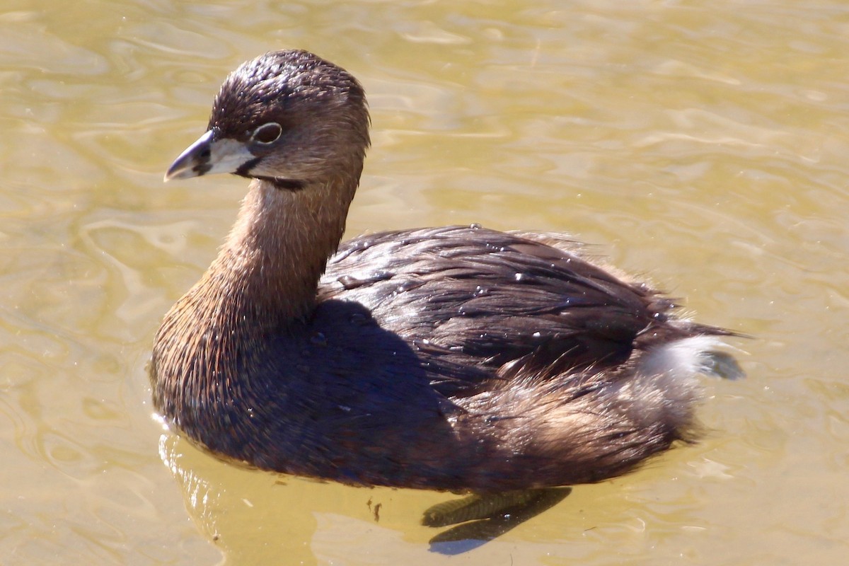 Pied-billed Grebe - ML51985251