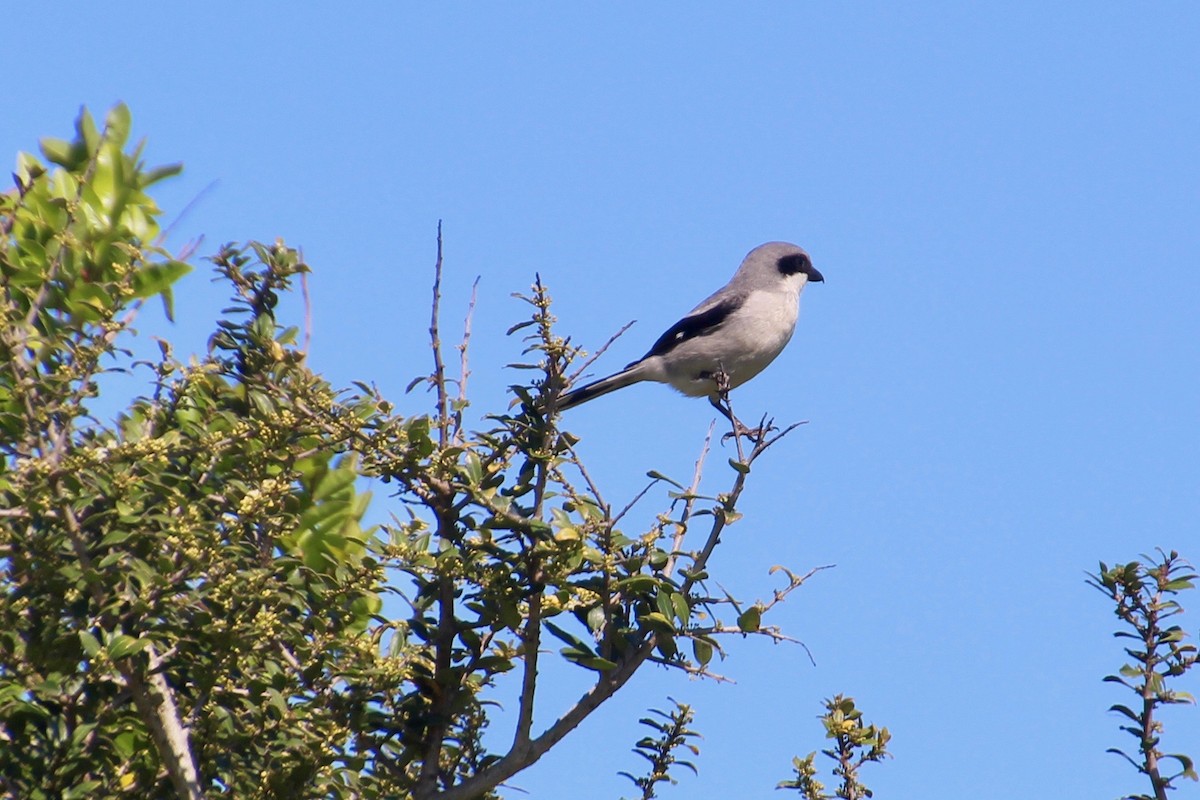 Pie-grièche migratrice - ML51985301