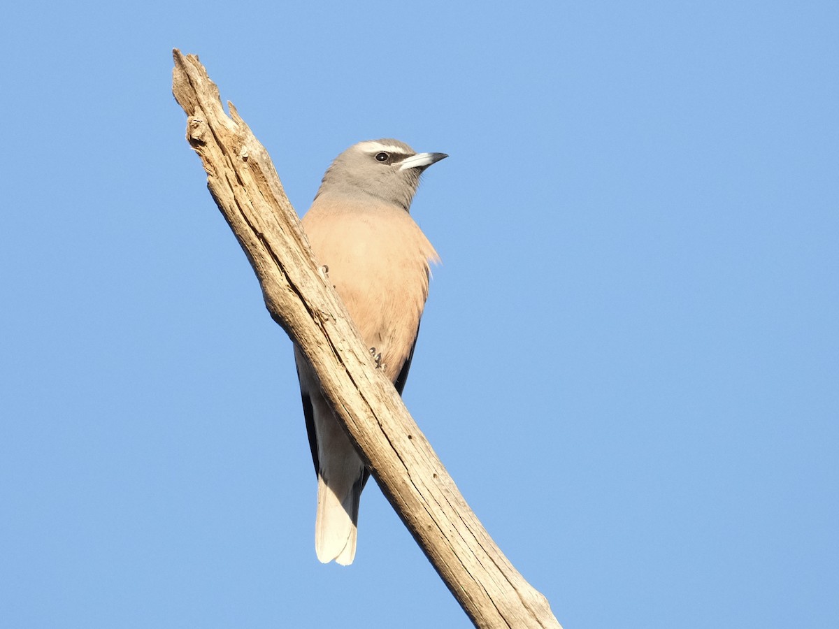 White-browed Woodswallow - ML519853011