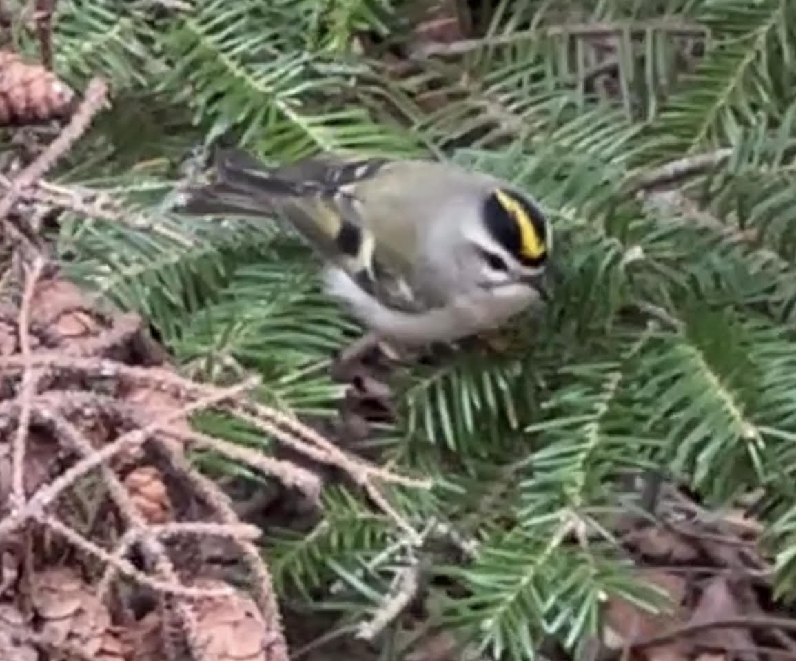 Golden-crowned Kinglet - ML519853391