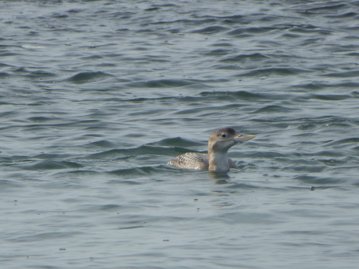 Yellow-billed Loon - Mauro Colabianchi