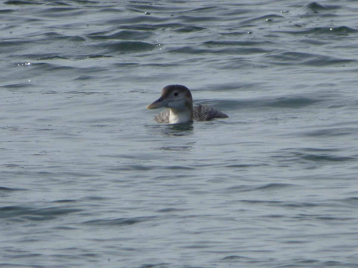 Yellow-billed Loon - Mauro Colabianchi