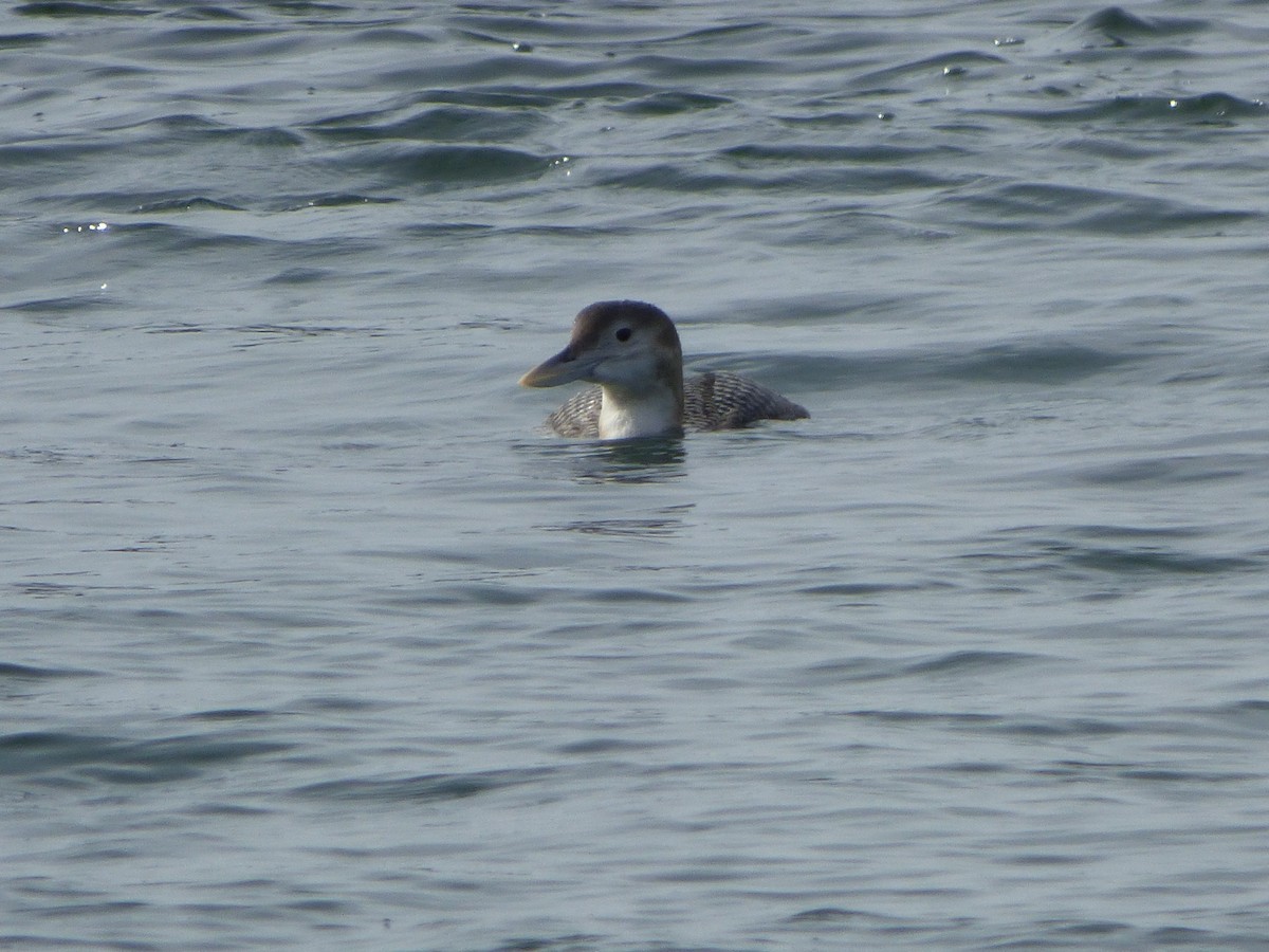 Yellow-billed Loon - ML519853761