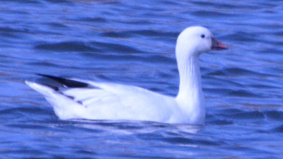 Ross's Goose - ML51985511